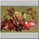 Araneus quadratus - Vierfleckkreuzspinne m01c 8mm - Sandgrube OS-Wallenhorst.jpg